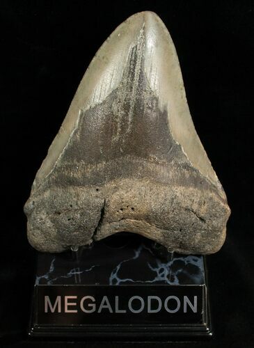 Bargain Megalodon Shark Tooth #6653